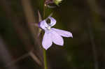 Glade lobelia